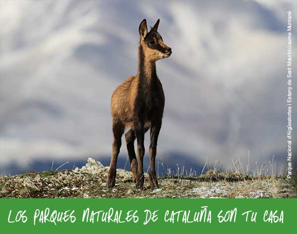 Es un cachorro de rebeco que vive en el Parque Nacional d’Aigüestortes i Estany de Sant Maurici.